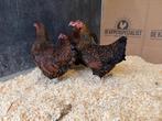Jonge Wyandotte kriel goud zwart gezoomd gesekst en ingeënt, Dieren en Toebehoren, Pluimvee, Vrouwelijk, Kip