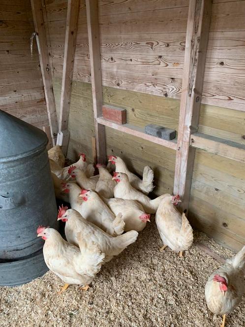 Jonge legkippen  henook witte cumbasil    Mite luizen hennen, Dieren en Toebehoren, Pluimvee, Kip, Vrouwelijk