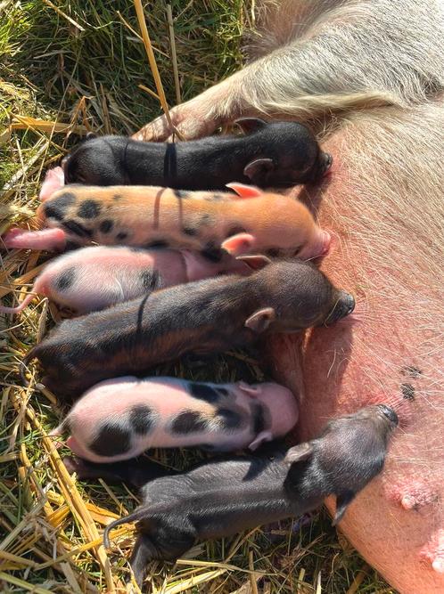 🐽boerderijdieren te koop, geiten, mini varkens en kuikens!, Dieren en Toebehoren, Schapen, Geiten en Varkens, Meerdere dieren