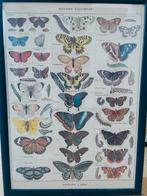 Vlinder poster, Rechthoekig Staand, Met lijst, Deurposter of groter, Ophalen of Verzenden