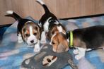 Prachtige Beagle pups, Beagle, CDV (hondenziekte), 8 tot 15 weken, Meerdere dieren