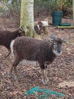 3 mooie vrouwelijke Soay schaapjes. Niet tam!, Vrouwelijk, Schaap, 0 tot 2 jaar