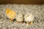 Plymouth Rock kriel kuikens | Gesekste | Goed advies, Dieren en Toebehoren, Pluimvee, Vrouwelijk, Kip