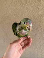 Super tamme geelwang amazone, Dieren en Toebehoren, Vogels | Parkieten en Papegaaien, Papegaai, Tam