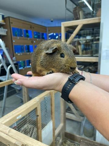 Te koop jonge cavia's beertjes mannetjes beschikbaar voor biedingen