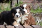 Australian shepherd puppy's, Dieren en Toebehoren, Honden | Herdershonden en Veedrijvers, 8 tot 15 weken, CDV (hondenziekte), Meerdere