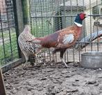 Broedeieren bosfazant te koop, Dieren en Toebehoren, Pluimvee, Geslacht onbekend, Kip