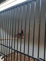Spitsstaartjes amadine koppel, Dieren en Toebehoren, Vogels | Overige Vogels, Meerdere dieren, Tropenvogel