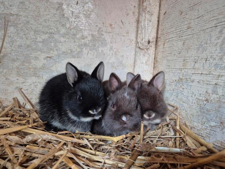 Lieve jonge kleurdwergjes, Dieren en Toebehoren, Konijnen, Dwerg, Meerdere dieren, 0 tot 2 jaar