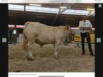 Charolais stamboek kampioen AMADEUS dekstier 10 maand, Dieren en Toebehoren, Mannelijk