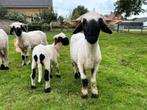 Walliser schwarznase ooien te koop, Dieren en Toebehoren, Schapen, Geiten en Varkens, Vrouwelijk, Schaap, 0 tot 2 jaar