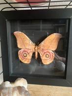 Leuk kerstcadeau opgezette (nacht) vlinders, Ophalen of Verzenden, Nieuw, Insect, Opgezet dier