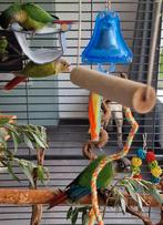 Jonge tamme pyrrhura's geringd, Dieren en Toebehoren, Vogels | Parkieten en Papegaaien, Geslacht onbekend, Parkiet, Geringd
