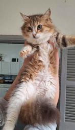 Evy 7 mnd (nog op Cyprus) met handicap zoekt een fijn thuis, Dieren en Toebehoren, Katten en Kittens | Raskatten | Langhaar, Poes