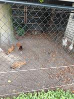 Brabanter hanen, Dieren en Toebehoren, Pluimvee, Mannelijk, Kip