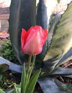 Grote Bio Nederlandse blauw Agave zonplanten winterhard, Tuin en Terras, Bloempotten, 40 cm of meer, Rond, Zo goed als nieuw, Terracotta