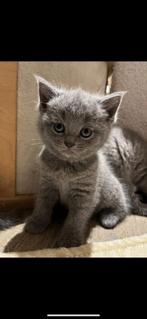 Britse korthaar kittens, Dieren en Toebehoren, Katten en Kittens | Raskatten | Korthaar, Kater, Gechipt