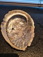 Grote abalone schelp, Antiek en Kunst, Ophalen of Verzenden