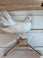 Koppel pauwstaarten, Dieren en Toebehoren, Vogels | Duiven, Meerdere dieren, Overige soorten