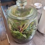 Glazen pot met plantjes, Huis en Inrichting, Kamerplanten, Ophalen, Halfschaduw, Minder dan 100 cm