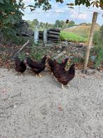 Red island kippen te koop, Dieren en Toebehoren, Pluimvee, Vrouwelijk, Kip