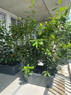 Laurier in bak (4 stuks), Tuin en Terras, Planten | Bomen, Ophalen, Halfschaduw, Overige soorten, 100 tot 250 cm