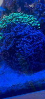 Koraal Euphyllia paraancora 10 koppen, Overige typen, Zoutwatervis