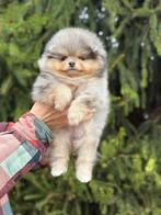 Pomerianen teefje, Dieren en Toebehoren, Honden | Chihuahua's en Gezelschapshonden, Particulier, Rabiës (hondsdolheid), 15 weken tot 1 jaar