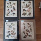 Mooie litho's van vogels   8 platen, Ophalen of Verzenden