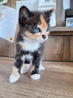 Noorse boskat x huiskat, Meerdere dieren