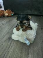 Pups, Yorkshire Terriër, Reu, 8 tot 15 weken, Meerdere