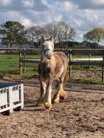 Tinker / Irish Cob hengst veulen, Dieren en Toebehoren, Hengst, 0 tot 2 jaar