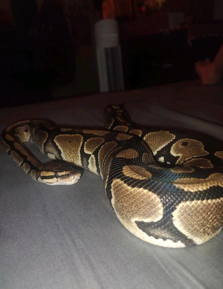 Lieve koningspython met terrarium (zonder kan ook)