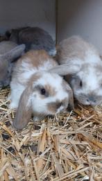 Jonge Nederlandse Hangoordwergjes isabella,madagascar bont, Dieren en Toebehoren, Konijnen, Meerdere dieren, Dwerg, Hangoor, 0 tot 2 jaar
