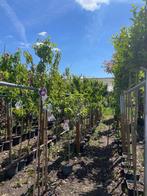 fruitbomen, Ophalen, Overige soorten, Volle zon, 100 tot 250 cm