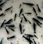 Blue Dream Neocaridina Garnalen, Kreeft, Krab of Garnaal, Zoetwatervis, Schoolvis