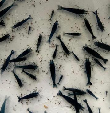 Blue Dream Neocaridina Garnalen beschikbaar voor biedingen