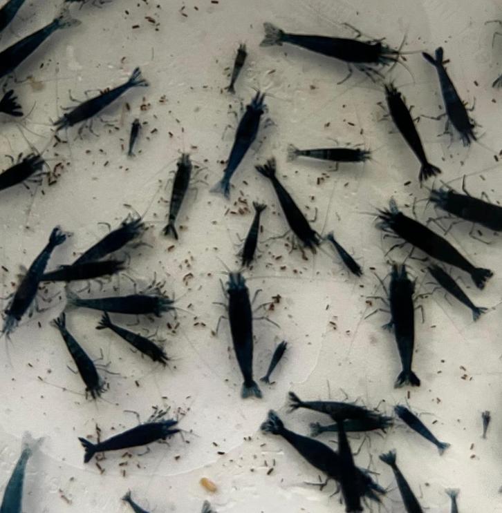 Blue Dream Neocaridina Garnalen, Dieren en Toebehoren, Vissen | Aquariumvissen, Zoetwatervis, Kreeft, Krab of Garnaal, Schoolvis