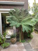 Gunnera reuzen-tabarber uit Zuid-Amerika ZELF UITSTEKEN, Ophalen, Winter, Volle zon, Overige soorten