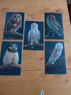 ansichtkaarten / postkaarten uilen, Verzenden, 1980 tot heden, Ongelopen, Vogel