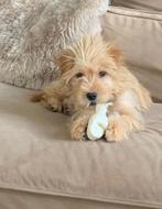 Te koop aangeboden Shih tzu Pup, Dieren en Toebehoren, Honden | Chihuahua's en Gezelschapshonden, Overige rassen, 8 tot 15 weken