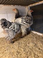 Brahma, Dieren en Toebehoren, Pluimvee, Geslacht onbekend, Kip