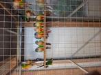 Pyrrhura molinae, Dieren en Toebehoren, Vogels | Parkieten en Papegaaien, Geslacht onbekend, Parkiet