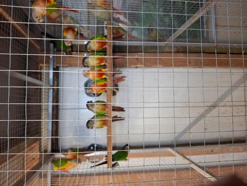 Pyrrhura molinae, Dieren en Toebehoren, Vogels | Parkieten en Papegaaien, Parkiet, Geslacht onbekend