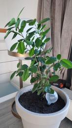 Ficus kamerplant, Overige soorten, Vaste plant, Ophalen of Verzenden, Bloeit niet