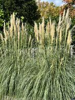 2 grote pampasplanten / pampas (Cortaderia selloana), Ophalen, Volle zon, Vaste plant, Siergrassen