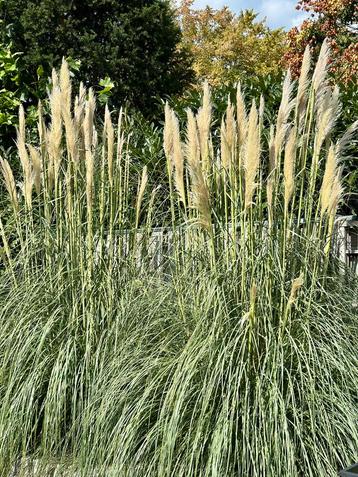 2 grote pampasplanten / pampas (Cortaderia selloana) beschikbaar voor biedingen