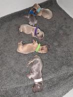Mooie pups lilac/blue, Dieren en Toebehoren, Honden | Chihuahua's en Gezelschapshonden, CDV (hondenziekte), Particulier, Meerdere