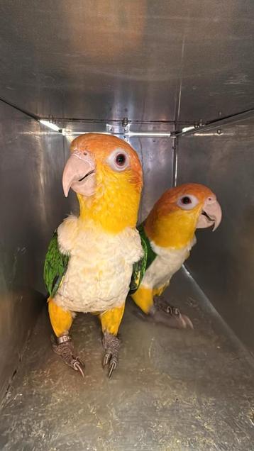Gezocht Roestkop caique  beschikbaar voor biedingen