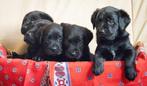 Prachtige pups Labrador x Heidewachtel, Dieren en Toebehoren, Overige rassen, CDV (hondenziekte), 8 tot 15 weken, Meerdere